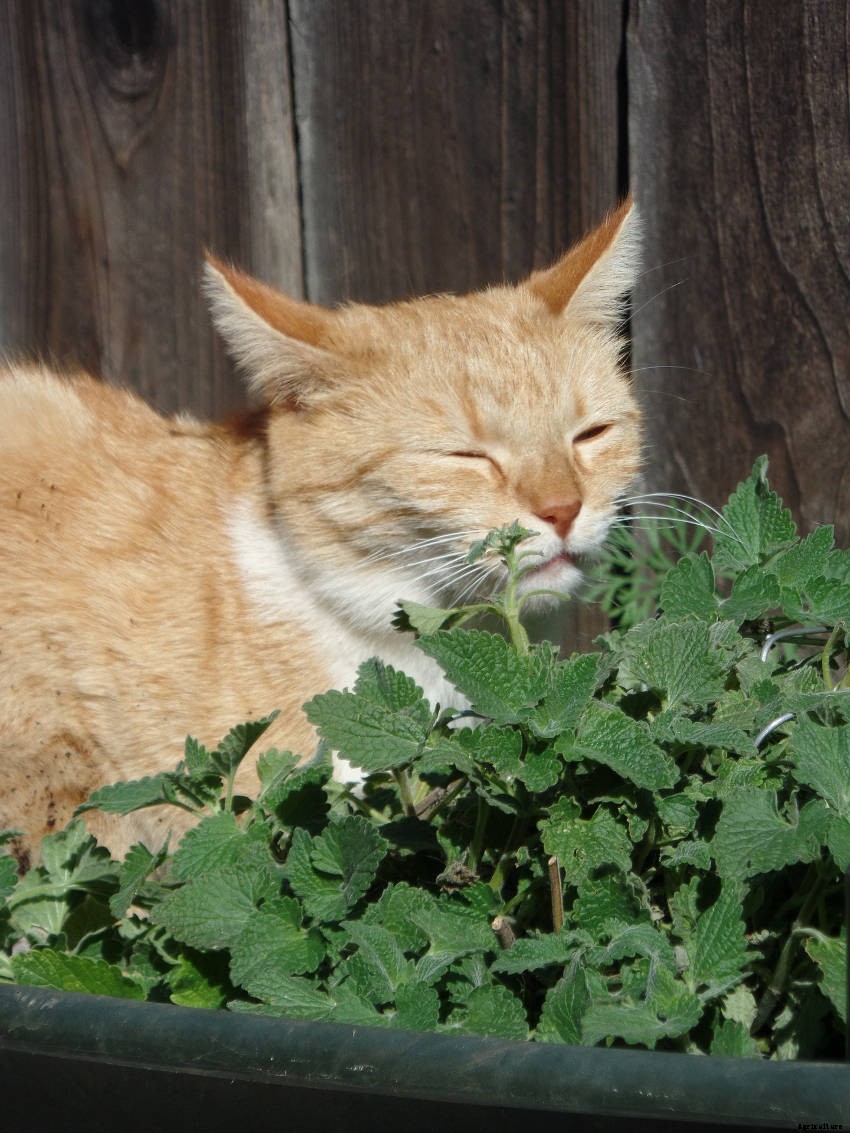 Catnip: A Perennial Feline Favourite for Your Herb Garden
