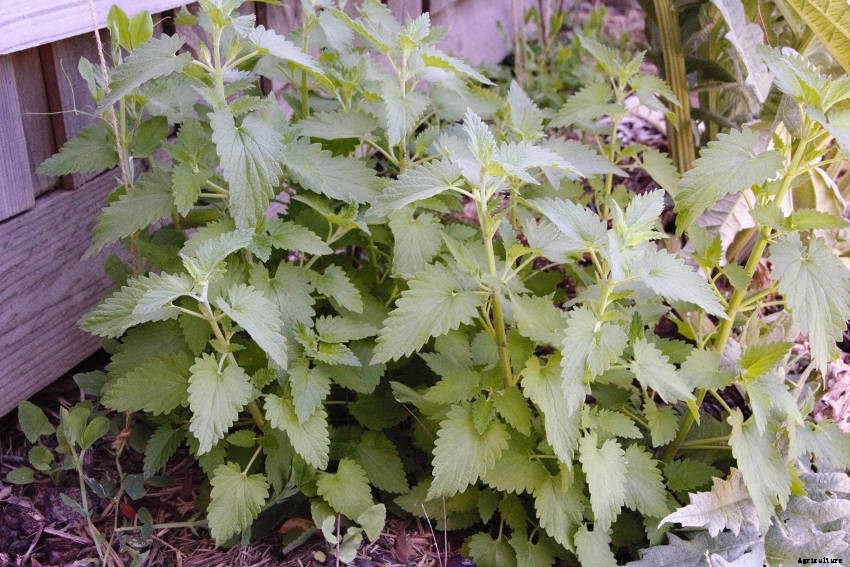 Catnip: A Perennial Feline Favourite for Your Herb Garden