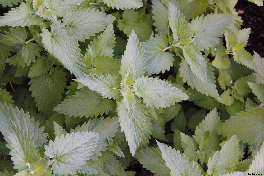 Catnip: A Perennial Feline Favourite for Your Herb Garden