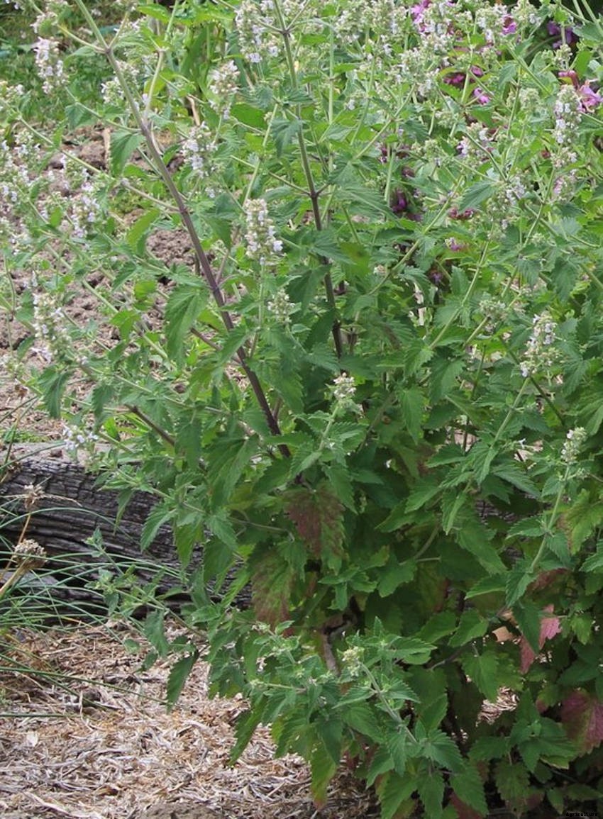 Catnip: A Perennial Feline Favourite for Your Herb Garden