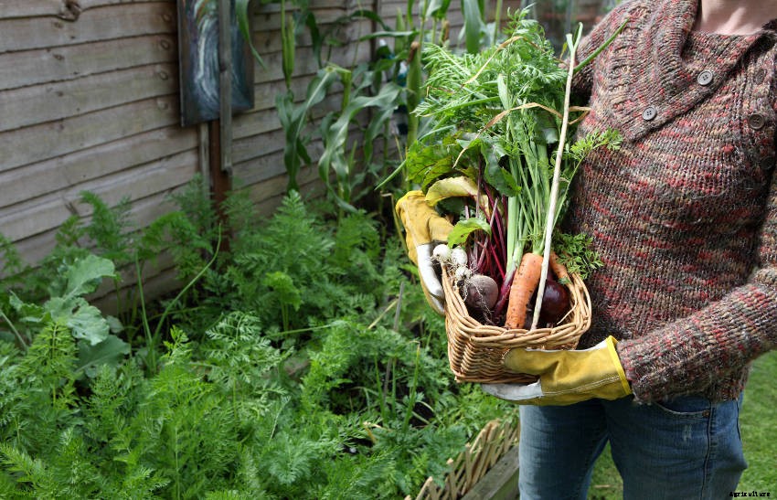 High-Yield Vegetables - How to Get the Most from Your Veggie Patch