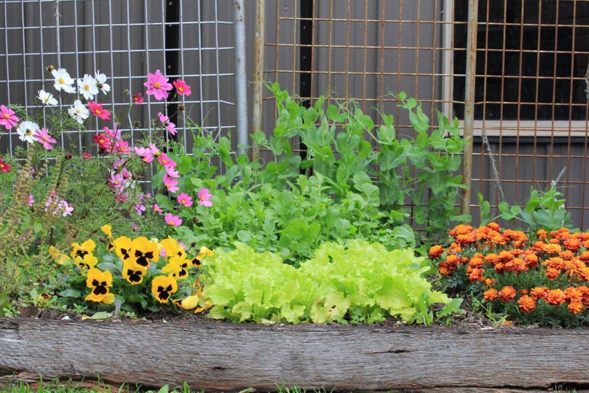 Annuals, Perennials, and Biennials - Understanding Plant Life Cycles