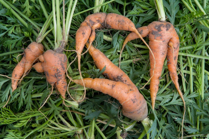 Growing Carrots - 9 Common Problems and How to Handle Them