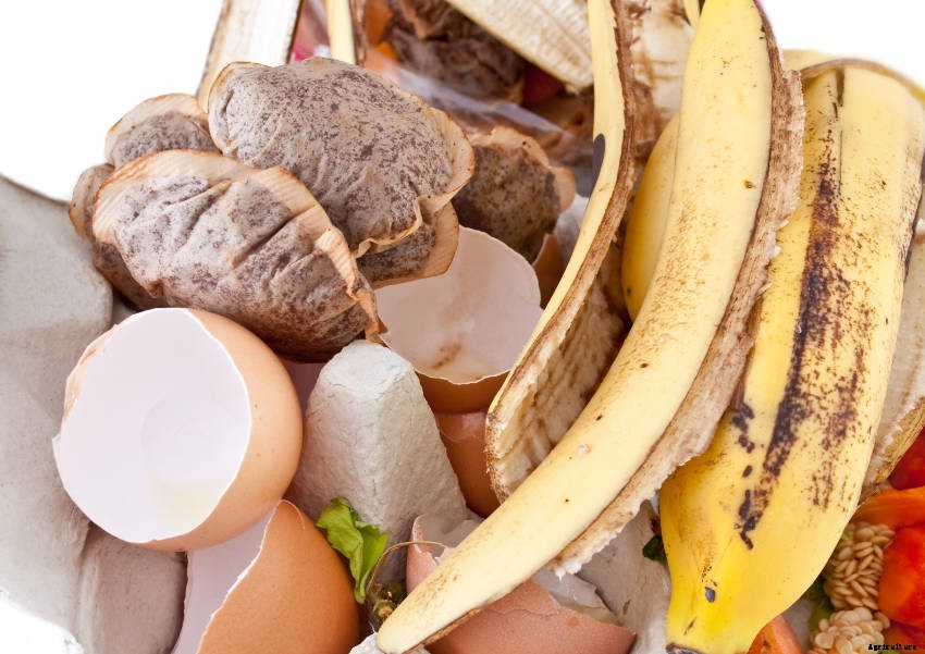 5 Table-to-Soil No-Compost Additives for Your Garden