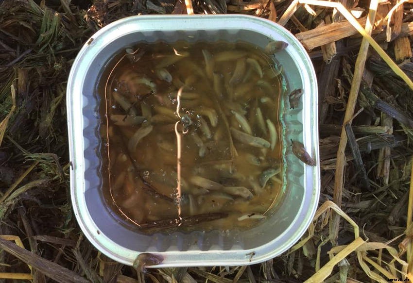 How to Build a Beer Trap - The Home-Brewed Approach to Slug and Snail Control