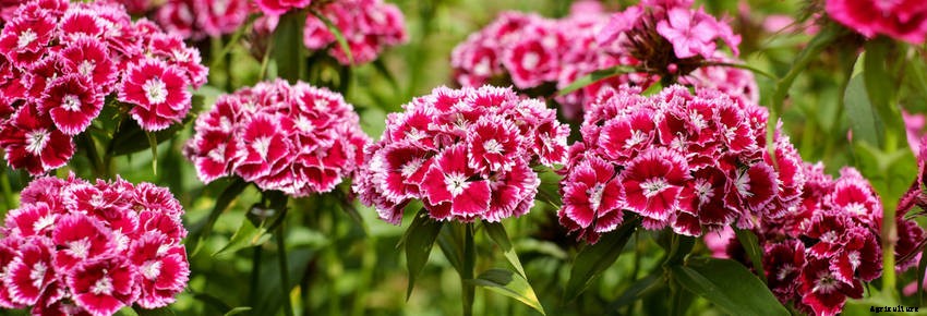 Self-Seeding Flowers: Easy to Grow, Spectacular to Enjoy