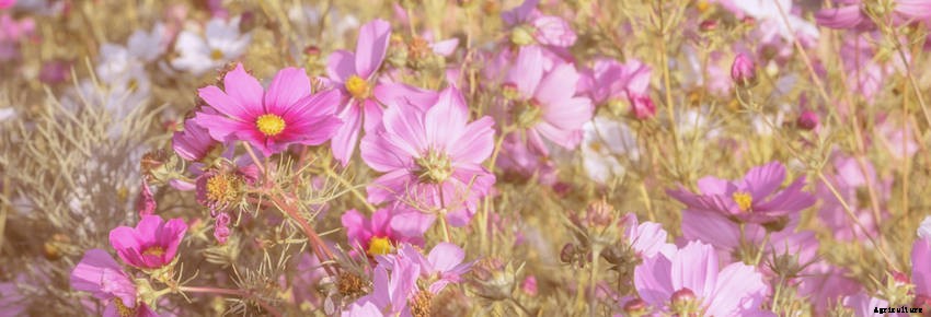 Self-Seeding Flowers: Easy to Grow, Spectacular to Enjoy
