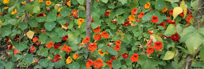 Self-Seeding Flowers: Easy to Grow, Spectacular to Enjoy