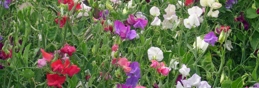 Self-Seeding Flowers: Easy to Grow, Spectacular to Enjoy