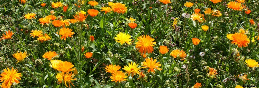 Self-Seeding Flowers: Easy to Grow, Spectacular to Enjoy