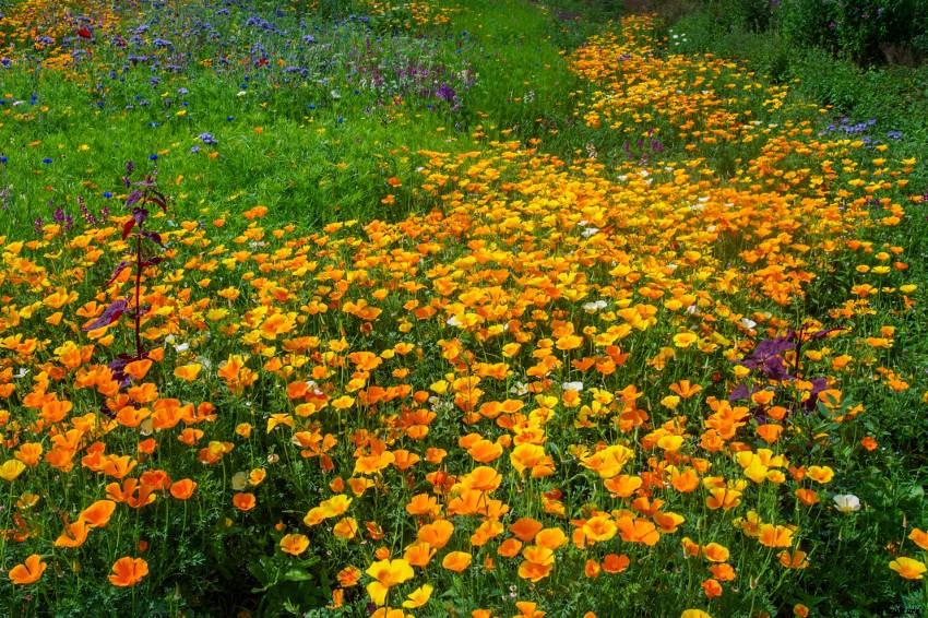 Self-Seeding Flowers: Easy to Grow, Spectacular to Enjoy