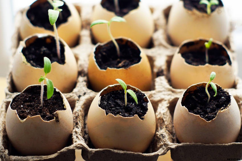 Starting Off Seeds in Eggshells: Its Fun, Easy, and Eco-Friendly