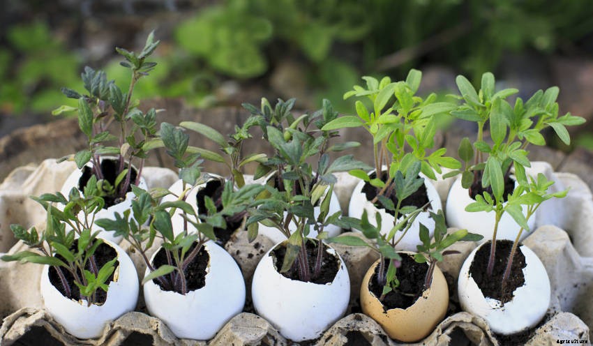 Starting Off Seeds in Eggshells: Its Fun, Easy, and Eco-Friendly