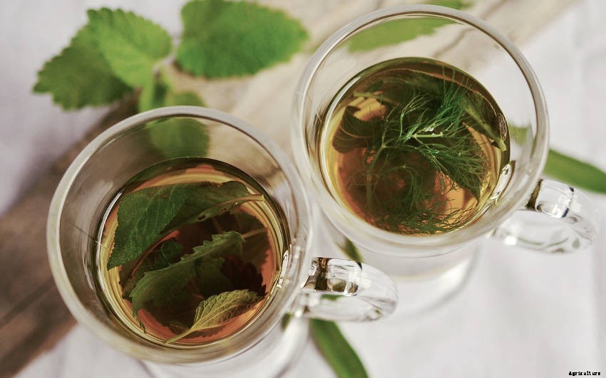 Herbal Teas- How They Bring a New Dimension to Your Herb Garden