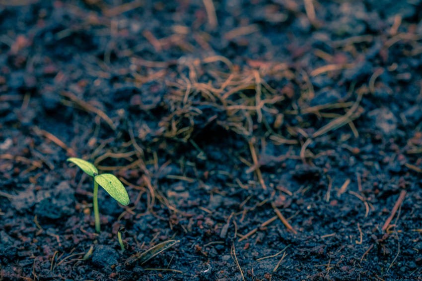 How Cold Stratification Gives Seed Germination a Helping Hand