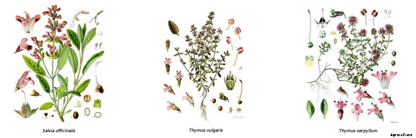 A Beginners Guide to Botanical Names: Why Theyre Important and How Theyre Used