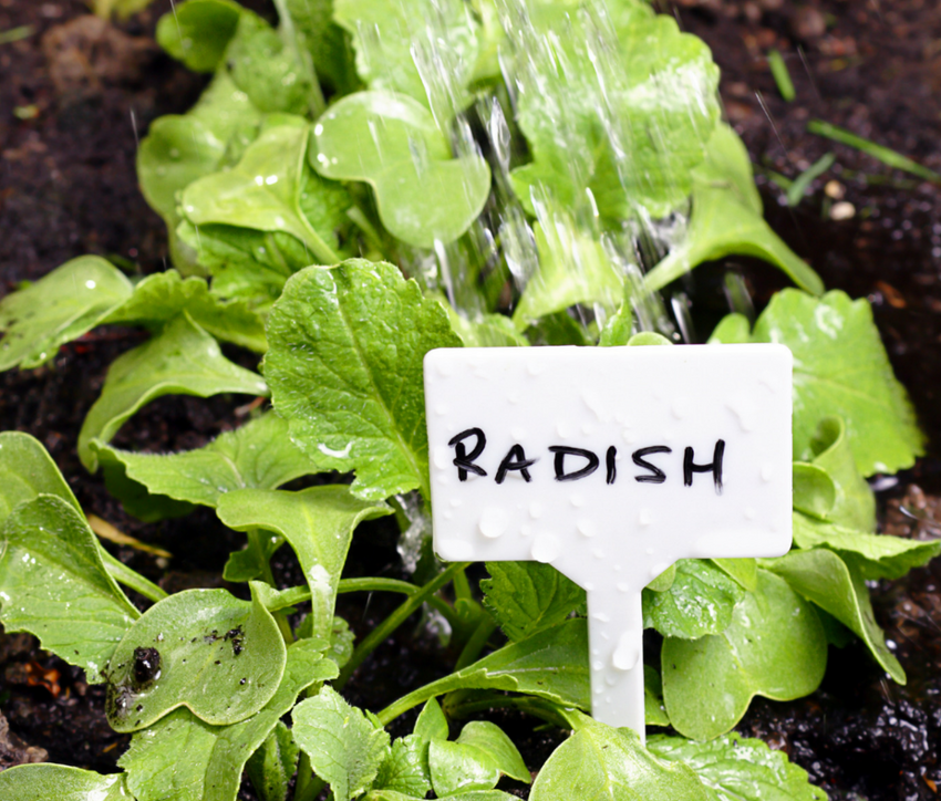 Radishes: Quick-Growing, Versatile Heroes of the Kitchen Garden