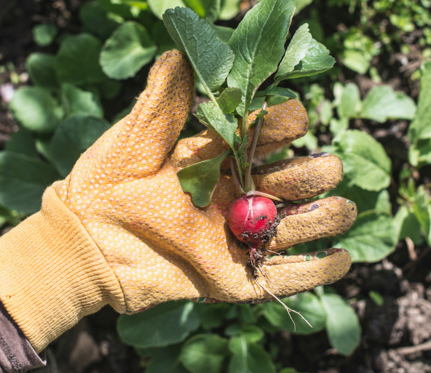 Radishes: Quick-Growing, Versatile Heroes of the Kitchen Garden