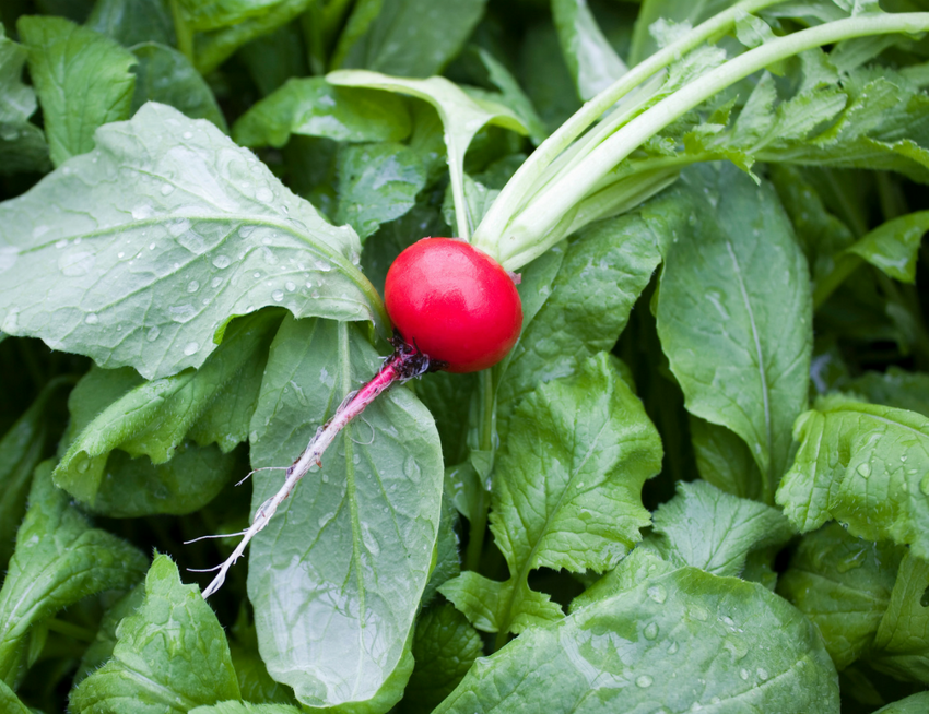 Radishes: Quick-Growing, Versatile Heroes of the Kitchen Garden