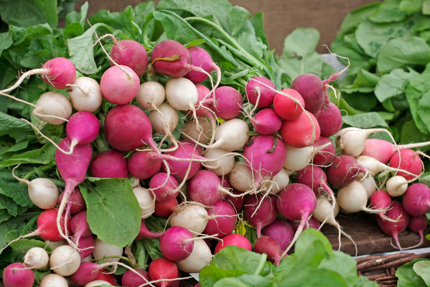 Radishes: Quick-Growing, Versatile Heroes of the Kitchen Garden