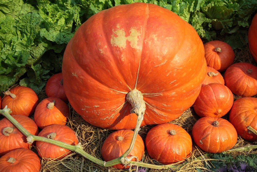 How to Grow Giant Pumpkins: A Short Guide for Enormous Results