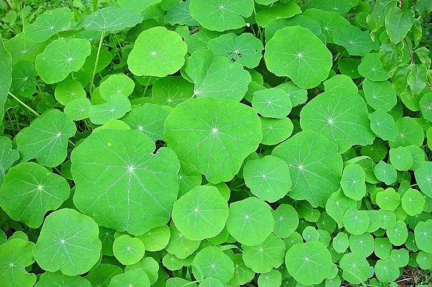 Why You Should Plant Nasturtiums in Your Garden