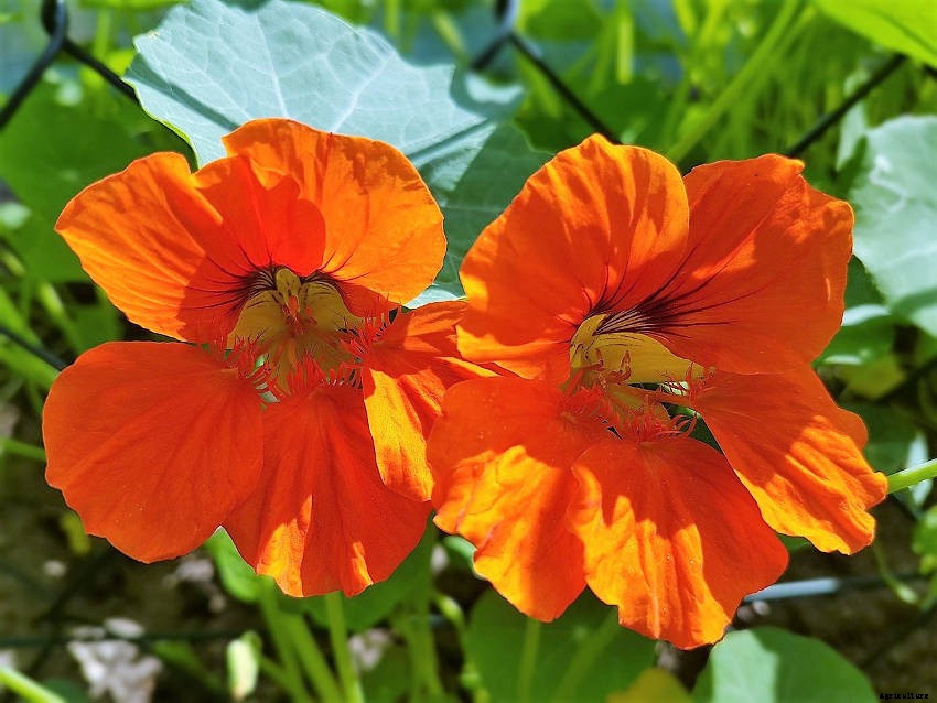 Why You Should Plant Nasturtiums in Your Garden