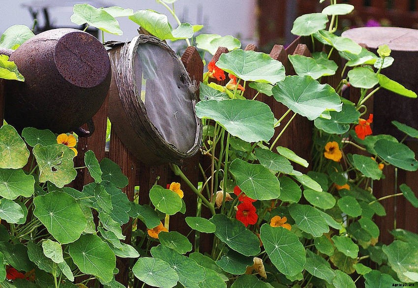 Why You Should Plant Nasturtiums in Your Garden