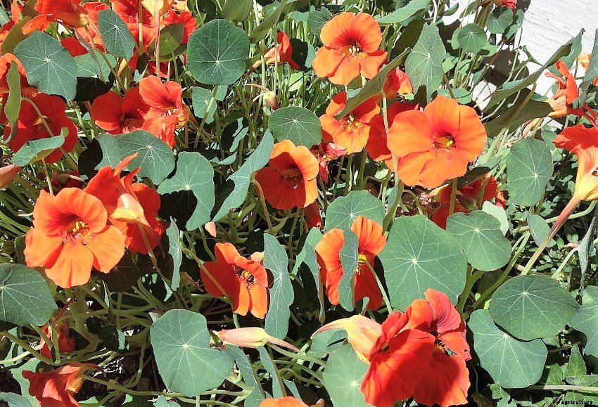 Why You Should Plant Nasturtiums in Your Garden