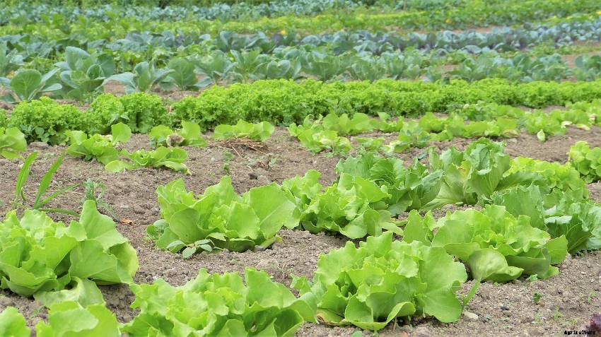 9 Reasons to Raise Your Plants from Seed (and 3 Slight Drawbacks to Bear in Mind)