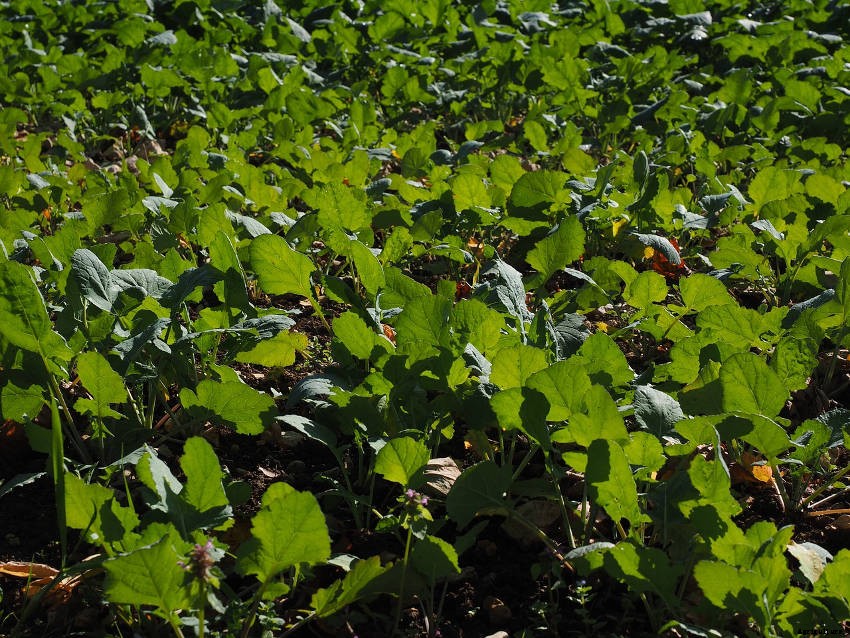 Green Manure - A Sustainable, Organic Soil Improver for Vegetable Growers