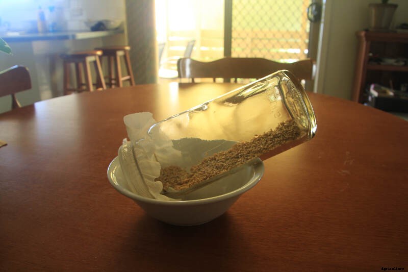 How to Grow Sprouts - the Quickest, Easiest Way to Put Home-Grown Food On Your Plate