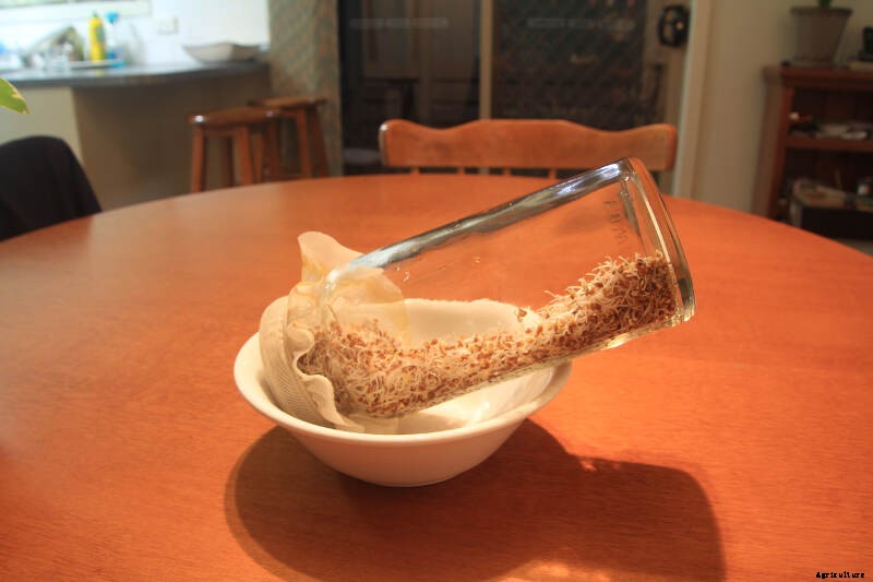 How to Grow Sprouts - the Quickest, Easiest Way to Put Home-Grown Food On Your Plate