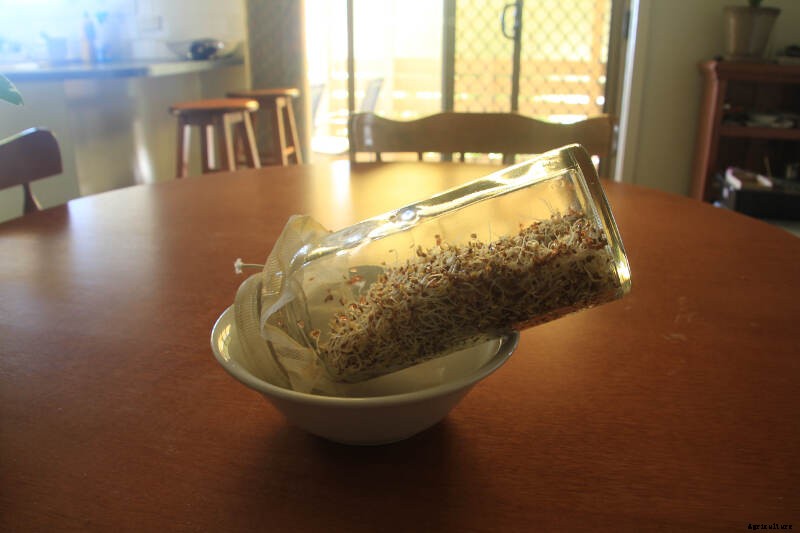 How to Grow Sprouts - the Quickest, Easiest Way to Put Home-Grown Food On Your Plate