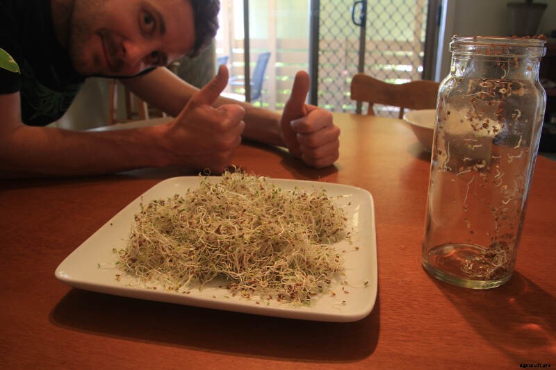 How to Grow Sprouts - the Quickest, Easiest Way to Put Home-Grown Food On Your Plate