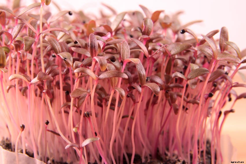How to Grow Microgreens - Its Simple and Quick but Intensely Rewarding