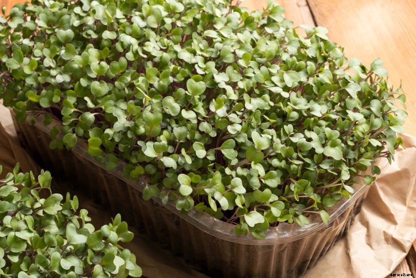 How to Grow Microgreens - Its Simple and Quick but Intensely Rewarding