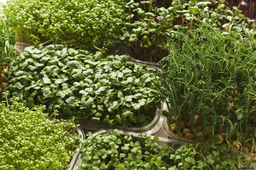 How to Grow Microgreens - Its Simple and Quick but Intensely Rewarding