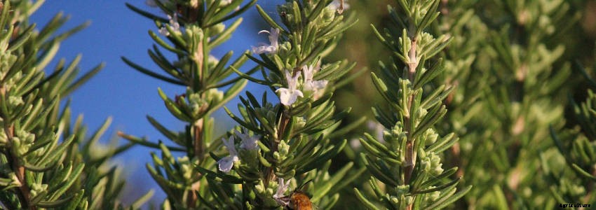 7 Essential Perennial Herbs for Your Garden