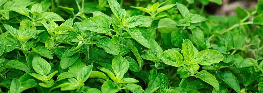 7 Essential Perennial Herbs for Your Garden