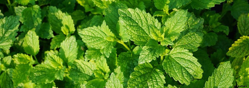 7 Essential Perennial Herbs for Your Garden