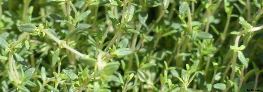 7 Essential Perennial Herbs for Your Garden