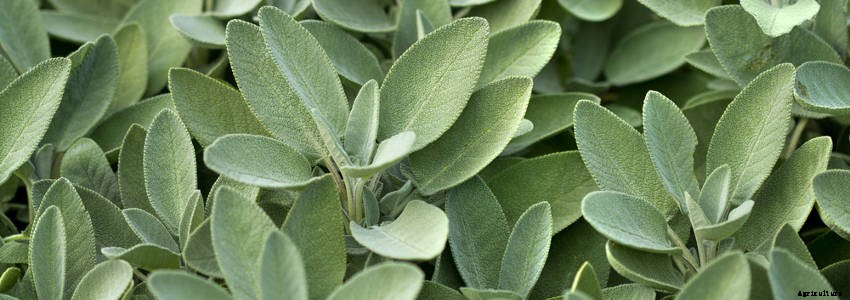 7 Essential Perennial Herbs for Your Garden