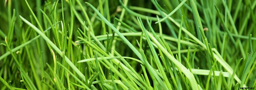 7 Essential Perennial Herbs for Your Garden