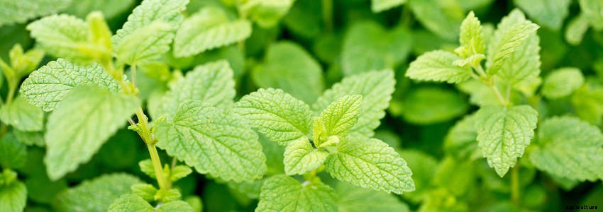 7 Essential Perennial Herbs for Your Garden