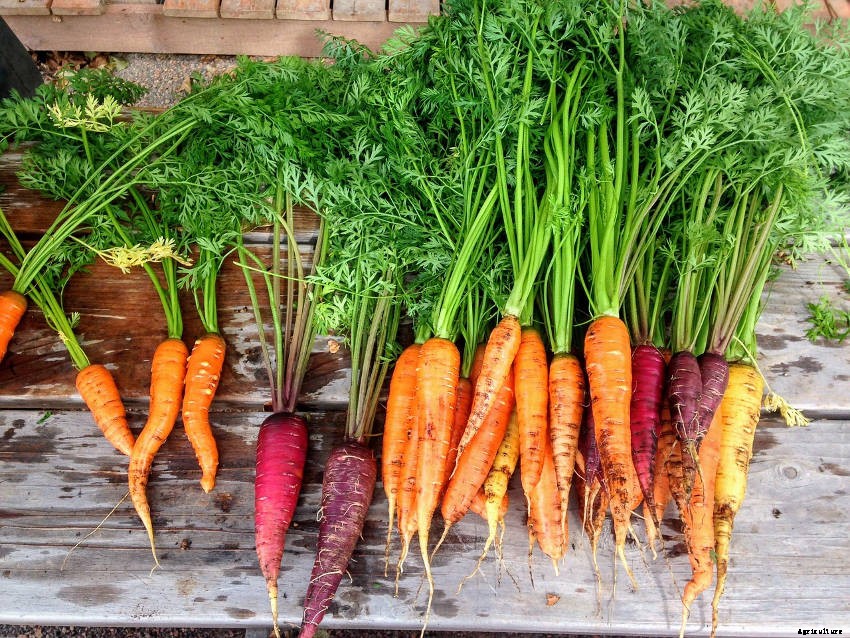 A Short History of Carrots - and Why Heritage Varieties Are Making a Comeback
