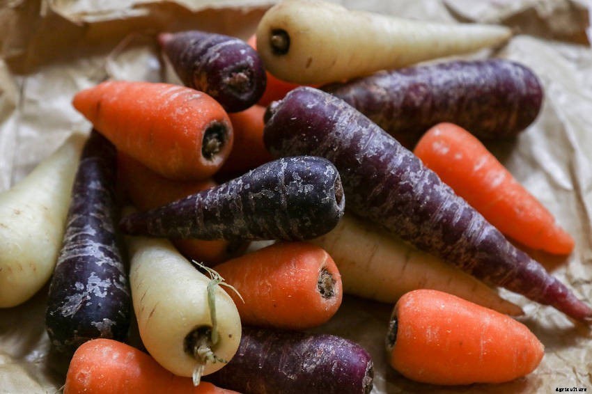 A Short History of Carrots - and Why Heritage Varieties Are Making a Comeback