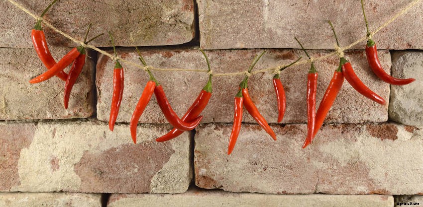 How to Dry Chillies- Three Methods