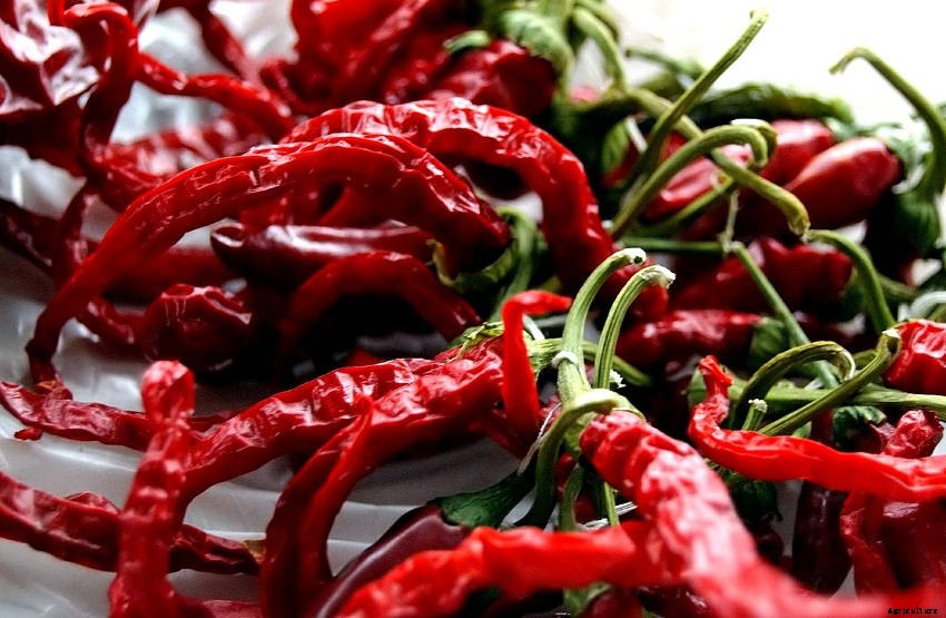 How to Dry Chillies- Three Methods