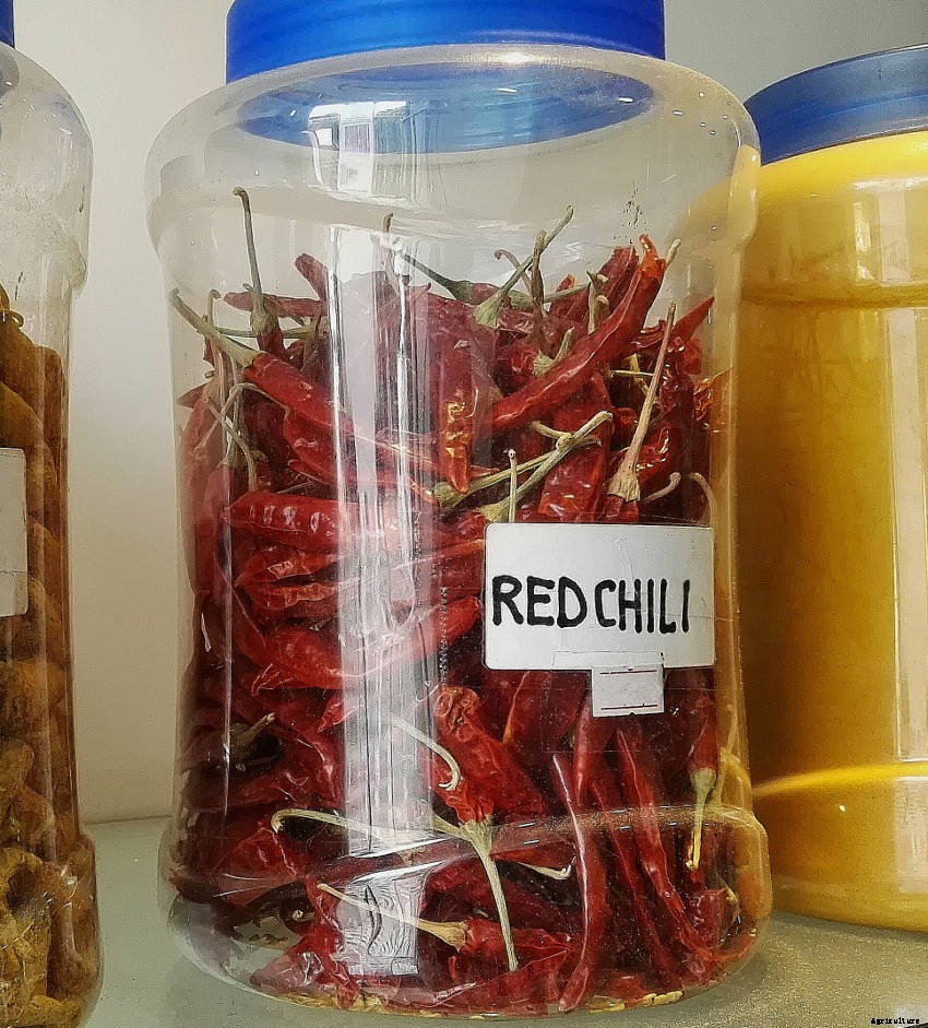 How to Dry Chillies- Three Methods